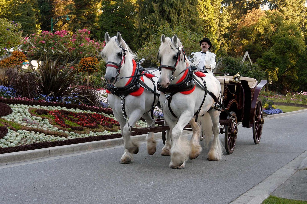 Stanley park horse deals drawn tours price